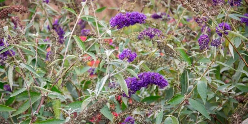 BUDDLEJA davidii 'Adonis Blue'® - Arbre aux Papillons