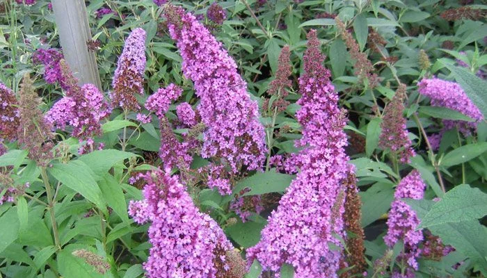 BUDDLEJA davidii 'Peacock'® - Arbre aux papillons