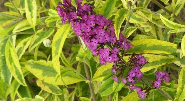 BUDDLEJA davidii 'Santana' - Arbre à papillons panaché