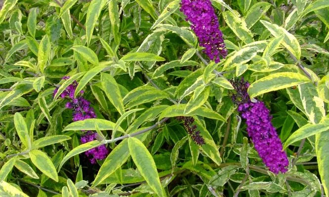 BUDDLEJA davidii 'Santana' - Arbre à papillons panaché