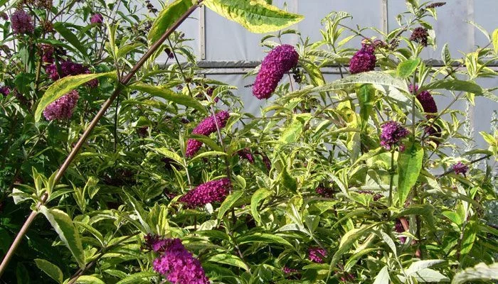 BUDDLEJA davidii 'Santana' - Arbre à papillons panaché