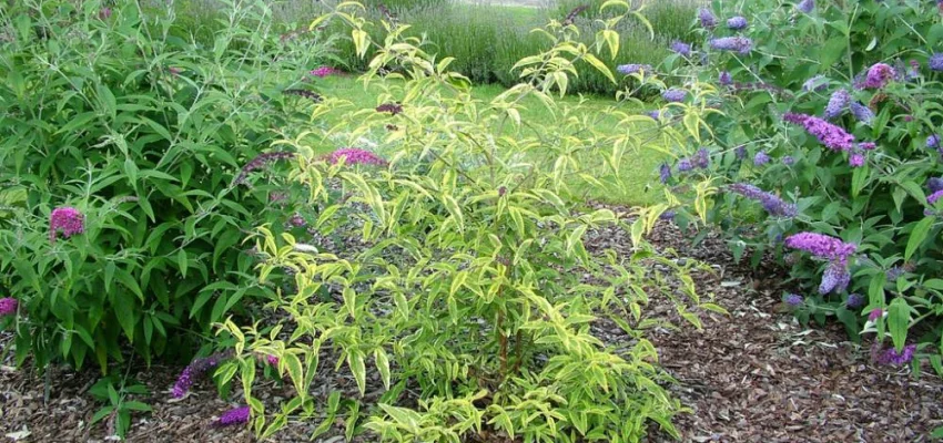 BUDDLEJA davidii 'Santana' - Arbre à papillons panaché