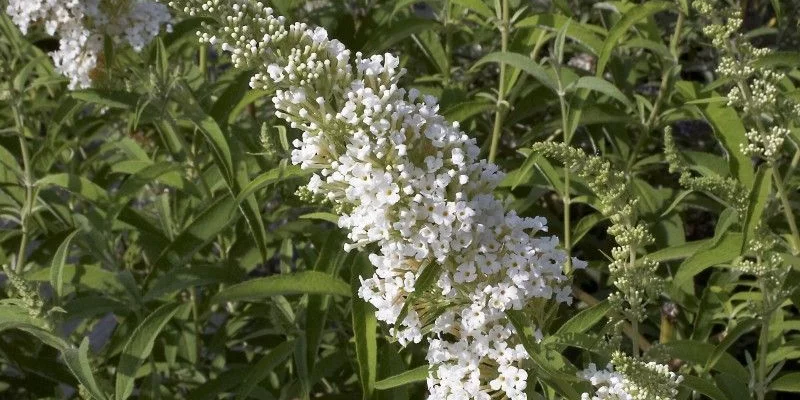 BUDDLEJA davidii 'Marbled White'® - Arbre aux Papillons