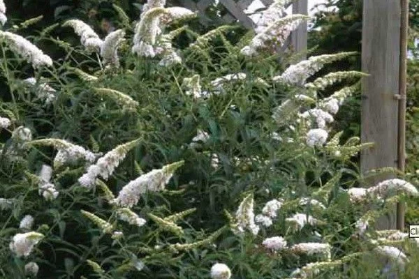 BUDDLEJA davidii 'Marbled White'® - Arbre aux Papillons