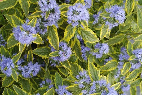 CARYOPTERIS clandonensis 'Summer Sorbet'® - Spirée bleue