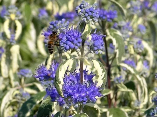 CARYOPTERIS clandonensis 'White Surprise'® - Spirée bleue