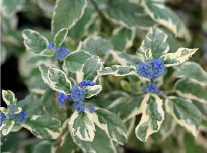 CARYOPTERIS clandonensis 'White Surprise'® - Spirée bleue