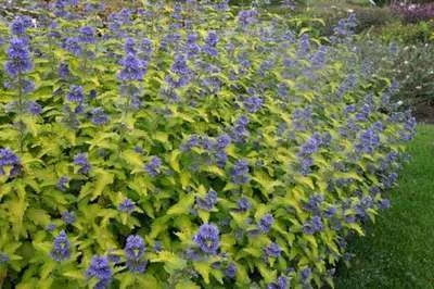 CARYOPTERIS incana 'Sunshine Blue'® - Spirée bleue