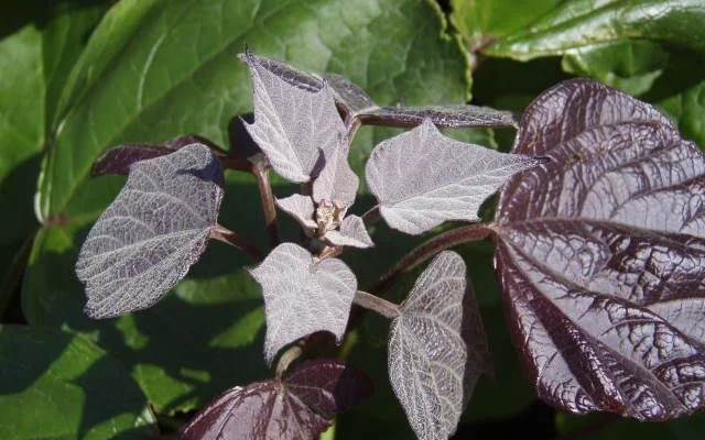 CATALPA erubescens 'Purpurea' - Catalpa pourpre