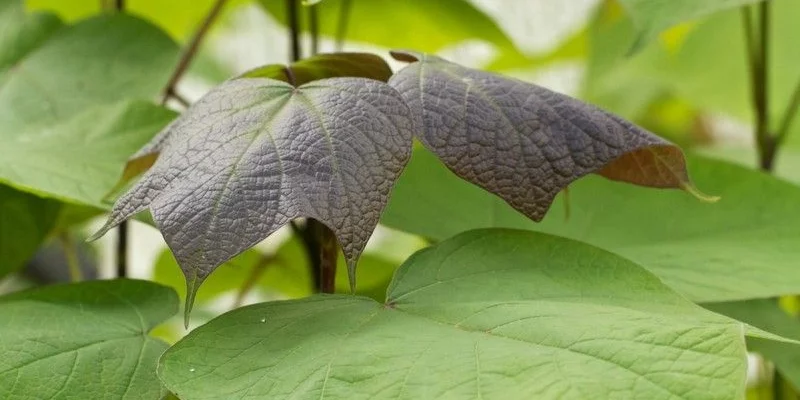 CATALPA erubescens 'Purpurea' - Catalpa pourpre