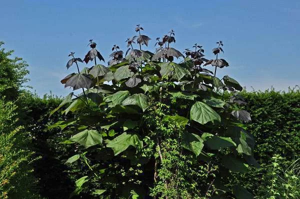 CATALPA erubescens 'Purpurea' - Catalpa pourpre