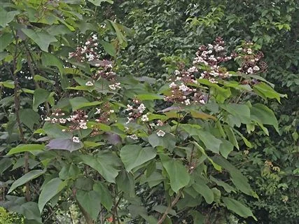 CATALPA erubescens 'Purpurea' - Catalpa pourpre