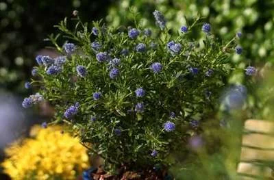 CEANOTHUS 'Blue Diamond'® - Céanothe naine, Lilas de Californie