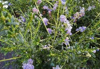 CEANOTHUS 'Blue Diamond'® - Céanothe naine, Lilas de Californie