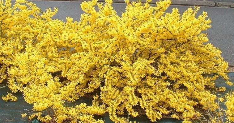 FORSYTHIA intermedia 'Marée d'or' - Mimosa de Paris couvre sol