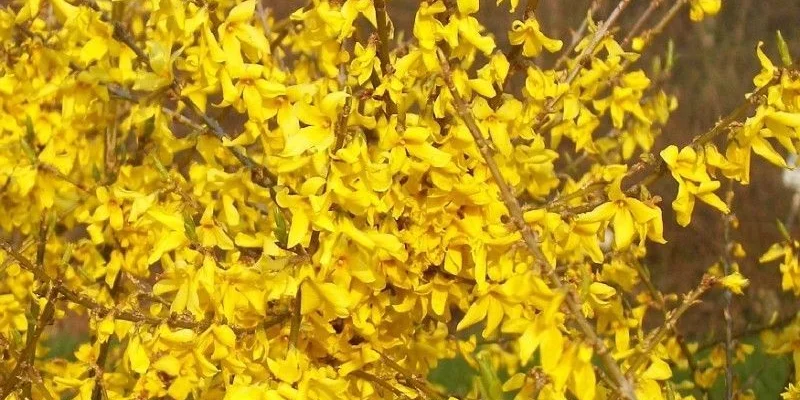 FORSYTHIA intermedia 'Marée d'or' - Mimosa de Paris couvre sol