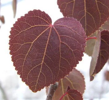 CERCIDIPHYLLUM japonicum 'Rotfuchs' - Arbre à Caramel