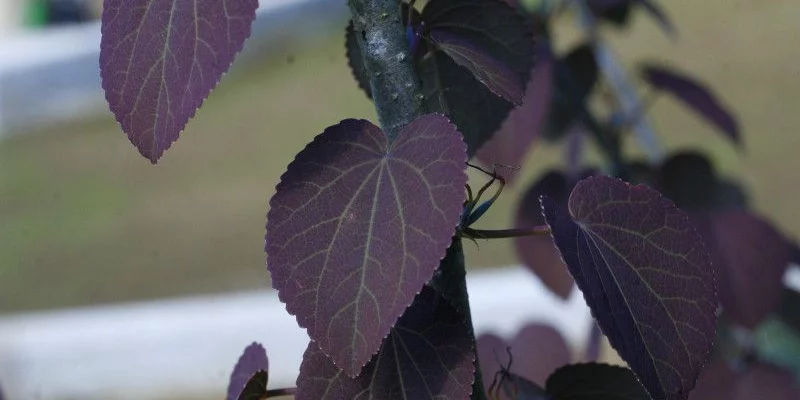 CERCIDIPHYLLUM japonicum 'Rotfuchs' - Arbre à Caramel