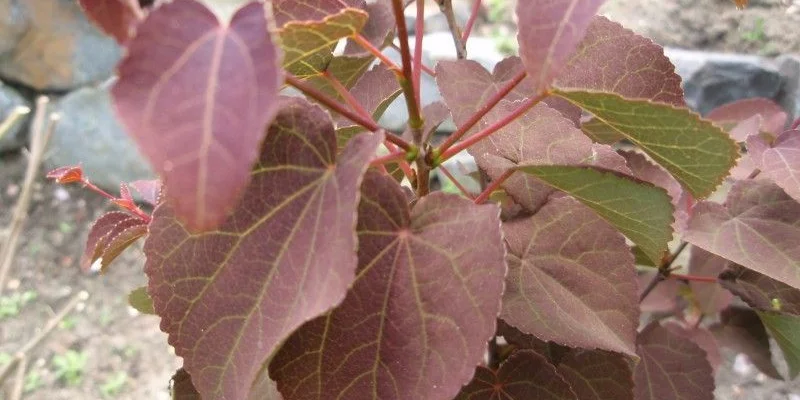 CERCIDIPHYLLUM japonicum 'Rotfuchs' - Arbre à Caramel