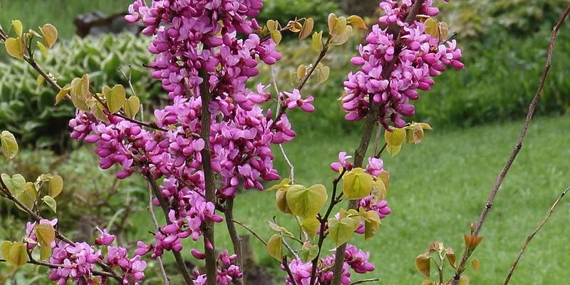 CERCIS chinensis 'Avondale' - Arbre de Judée