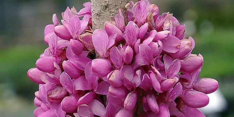 CERCIS chinensis 'Avondale' - Arbre de Judée