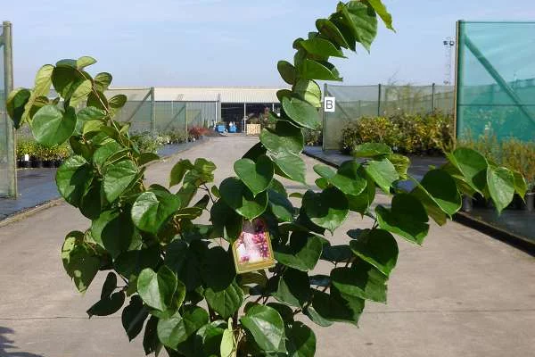 CERCIS chinensis 'Avondale' - Arbre de Judée