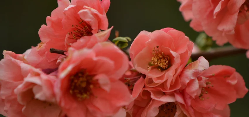 CHAENOMELES speciosa 'Falconnet Charlet' - Cognassier du Japon 'Falconet Charlet'