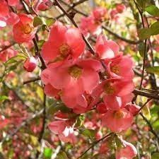 CHAENOMELES speciosa 'Falconnet Charlet' - Cognassier du Japon 'Falconet Charlet'