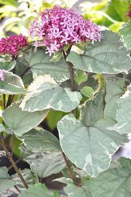 CLERODENDRUM bungei 'Pink Diamond'® - Clérodendron du bunge