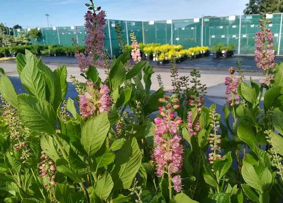 CLETHRA alnifolia 'Ruby Spice' - Clèthre à feuille d'Aulne