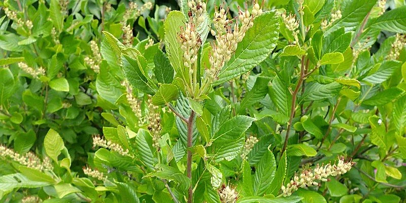 CLETHRA alnifolia 'Ruby Spice' - Clèthre à feuille d'Aulne