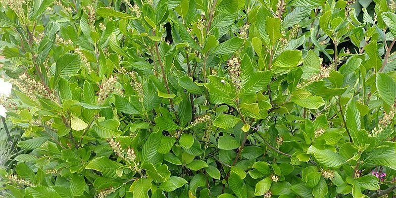 CLETHRA alnifolia 'Ruby Spice' - Clèthre à feuille d'Aulne