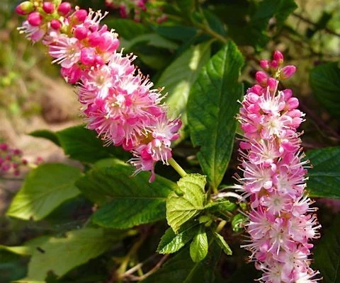 CLETHRA alnifolia 'Ruby Spice' - Clèthre à fleurs rose