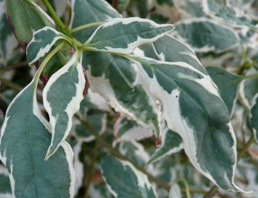 CORNUS alternifolia 'Argentea' - Cornouiller panaché