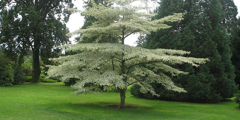 CORNUS alternifolia 'Argentea' - Cornouiller panaché à feuilles alternes