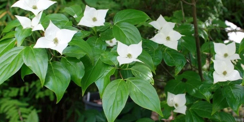 CORNUS kousa 'Milky Way' - Cornouiller du Japon à fleurs