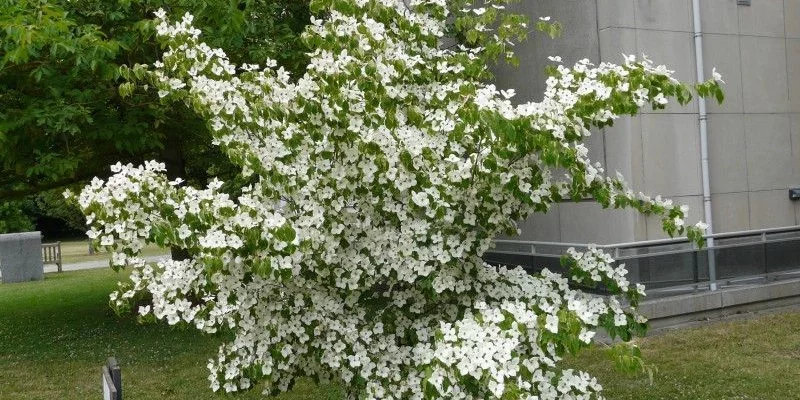 CORNUS kousa 'Milky Way' - Cornouiller du Japon à fleurs