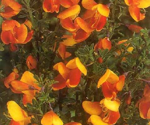 CYTISUS 'Queen Mary' - Genêt