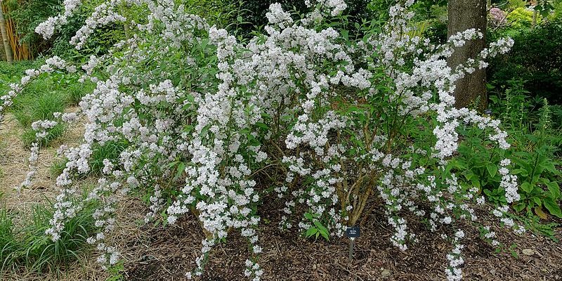 DEUTZIA rosea 'Campanulata' - Deutzie à fleurs blanches