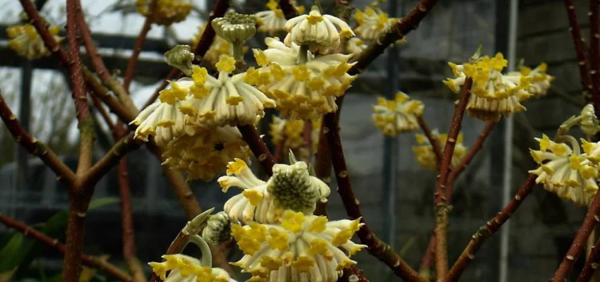 EDGEWORTHIA chrysantha 'Grandiflora' - Buisson à papier