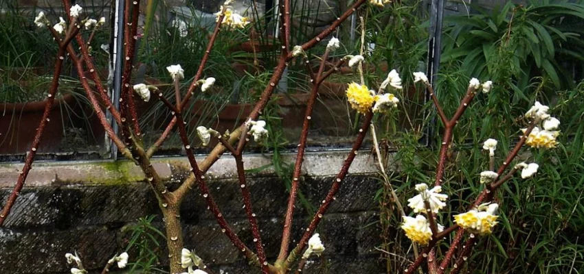 EDGEWORTHIA chrysantha 'Grandiflora' - Buisson à papier