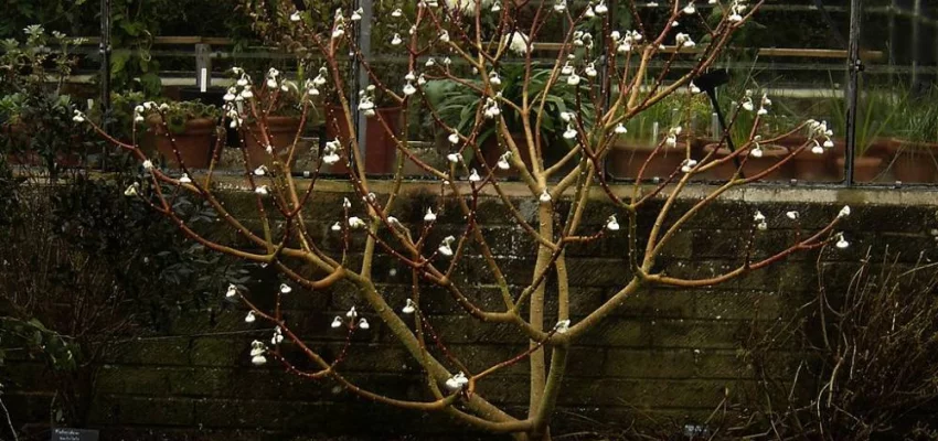 EDGEWORTHIA chrysantha 'Grandiflora' - Buisson à papier