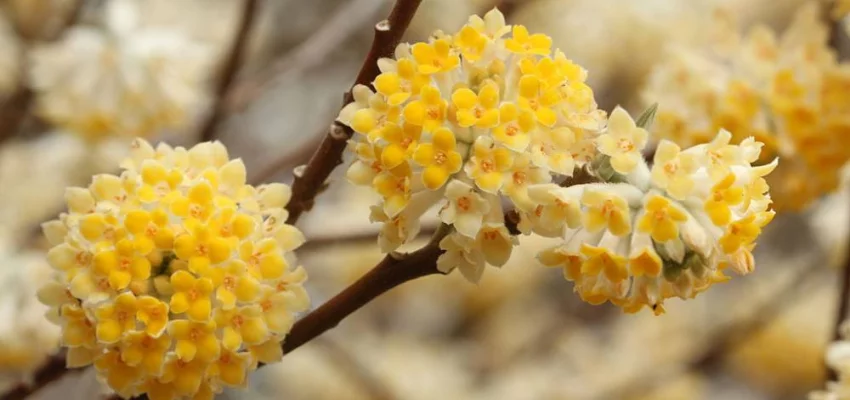 EDGEWORTHIA chrysantha 'Grandiflora' - Buisson à papier