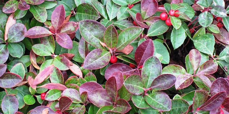 GAULTHERIA procubens - Gaulthérie couchée.