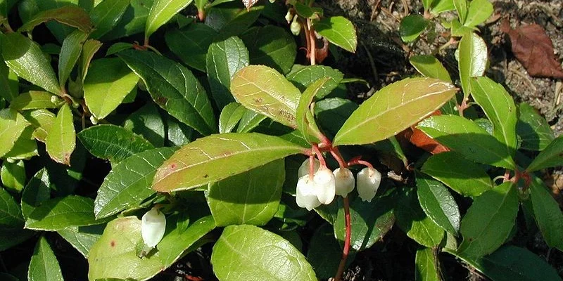 GAULTHERIA procubens - Gaulthérie couchée.