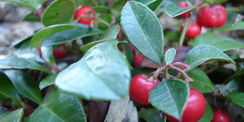 GAULTHERIA procubens - Gaulthérie couchée.