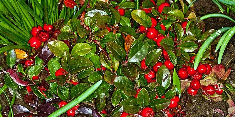 GAULTHERIA procubens - Gaulthérie couchée.