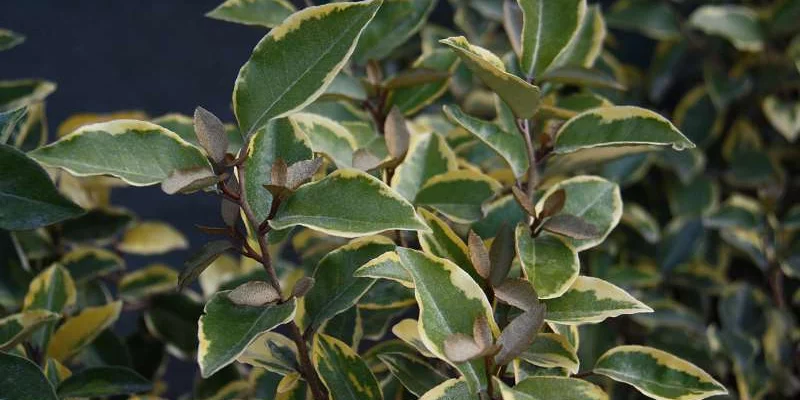 ELAEAGNUS ebbingei 'Viveleg' - Chalef 'Viveleg'