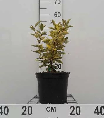 ELAEAGNUS ebbingei 'Viveleg' - Chalef 'Viveleg'