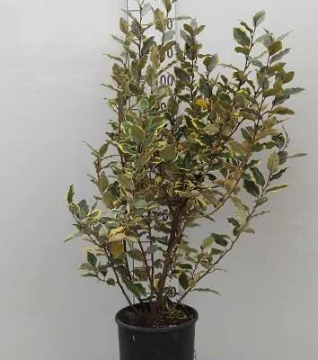 ELAEAGNUS ebbingei 'Viveleg' - Chalef 'Viveleg'